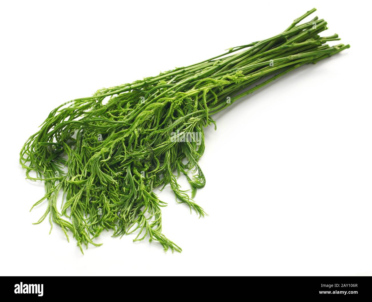 cha om , foglie di acasia tailandese isolate su sfondo bianco Foto Stock