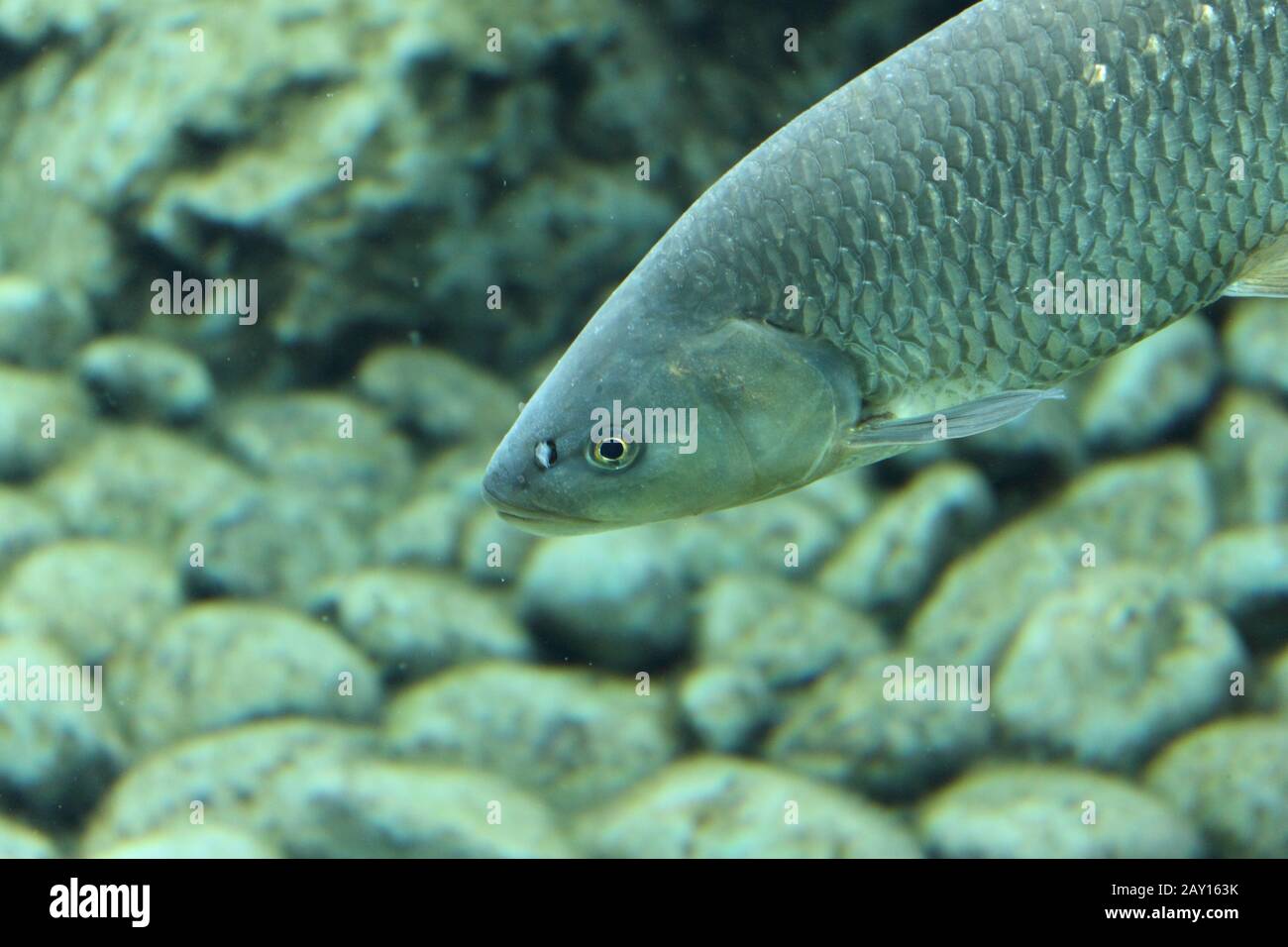 nuoto di pesce nell'acquario Foto Stock