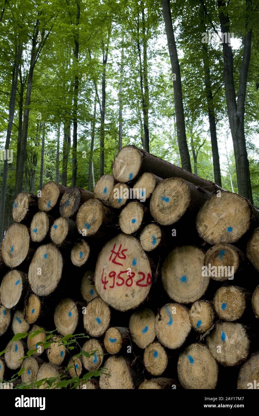 foresta mista usata per produzione di legname Foto Stock