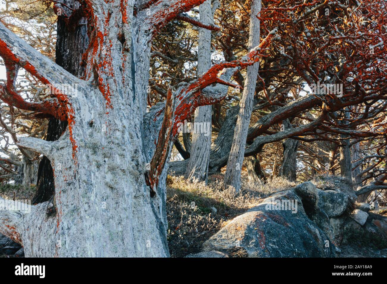 Cipressi E Alghe Trentephilia, Allan Memorial Grove, Point Lobos State Reserve, California Foto Stock