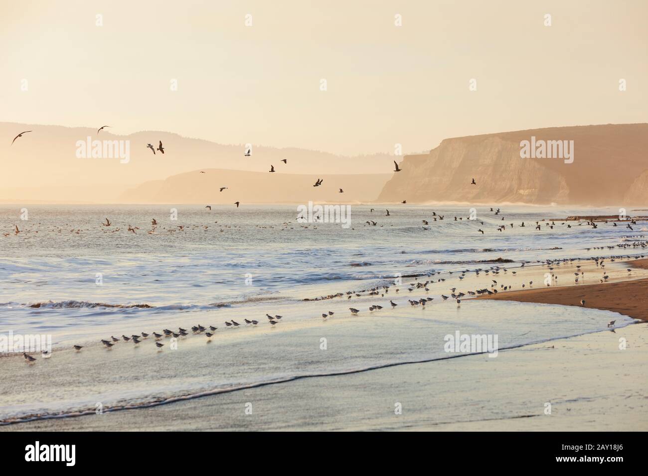 Sandpipers e gabbiani che volano su SurfDrakes Beach, Point Reyes National Seashore, California Foto Stock