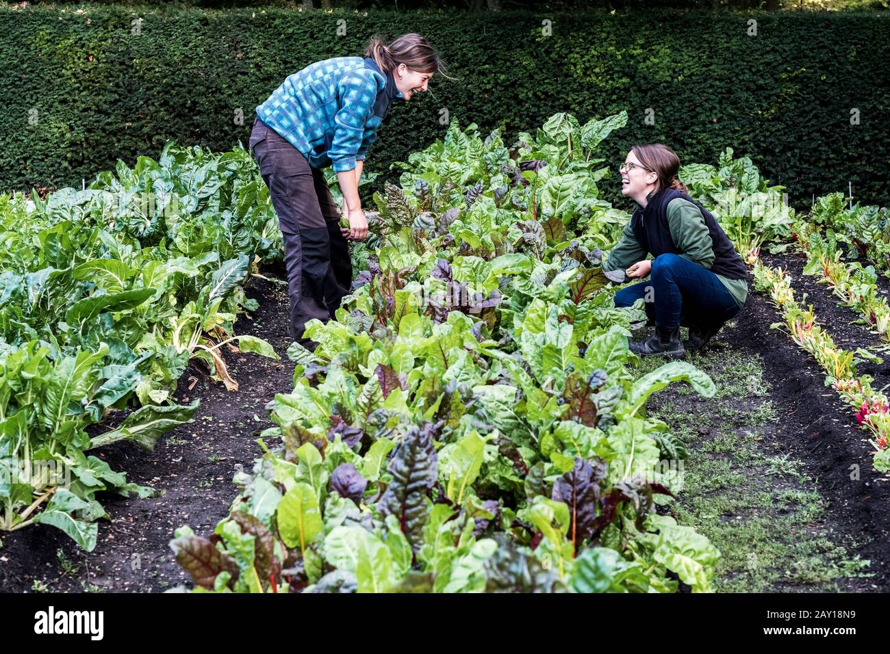 Due giardinieri femminili inginocchiati in un letto vegetale in un giardino, ispezionando le piante di bietole svizzere. Foto Stock