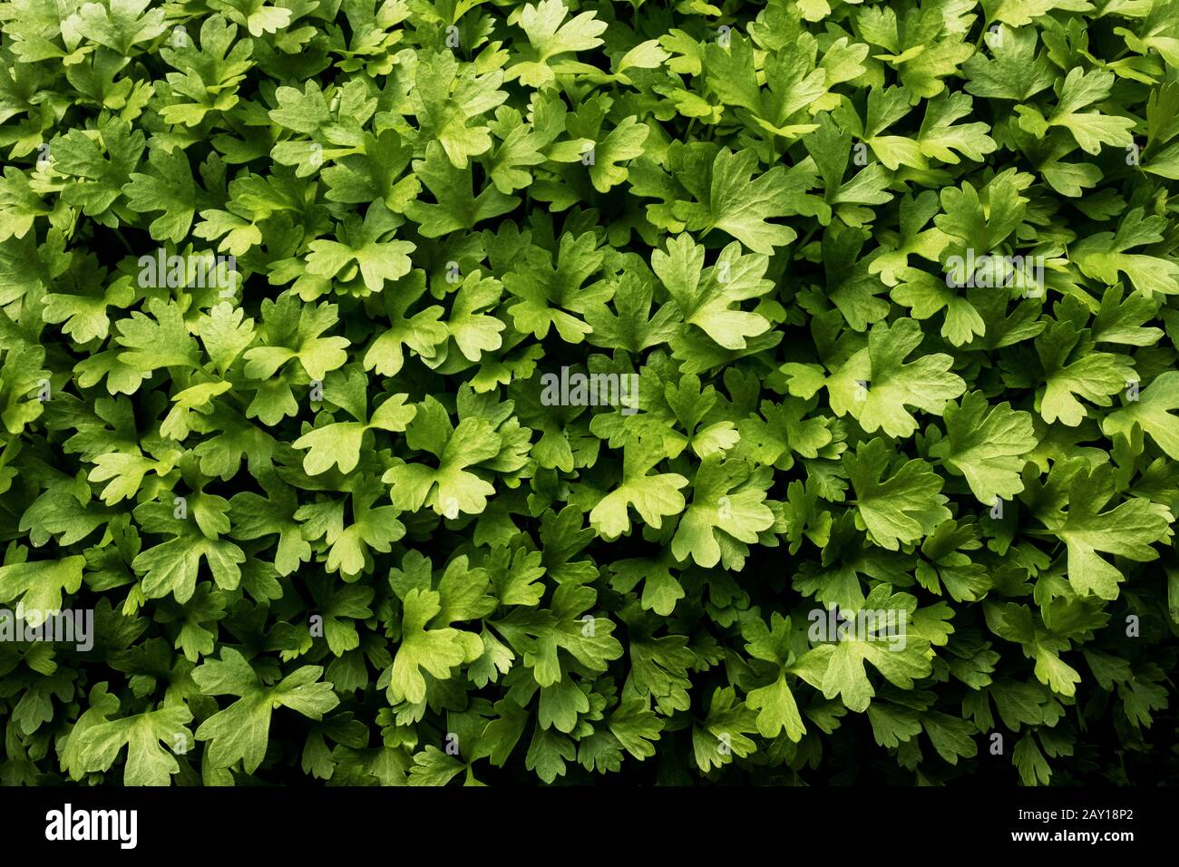 Alto angolo vicino di erbe verdi fresche. Foto Stock