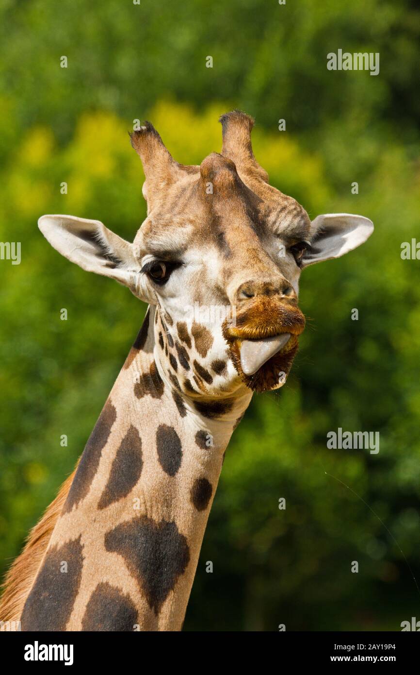 Giraffa ugandese, Giraffa camelopardalis rothschildi Foto Stock