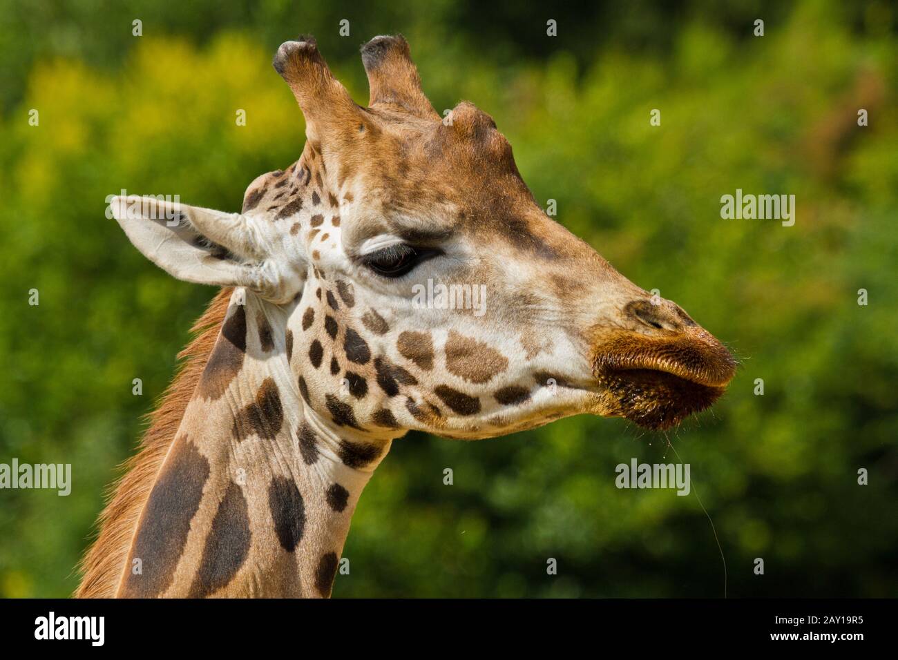 Giraffa ugandese, Giraffa camelopardalis rothschildi Foto Stock