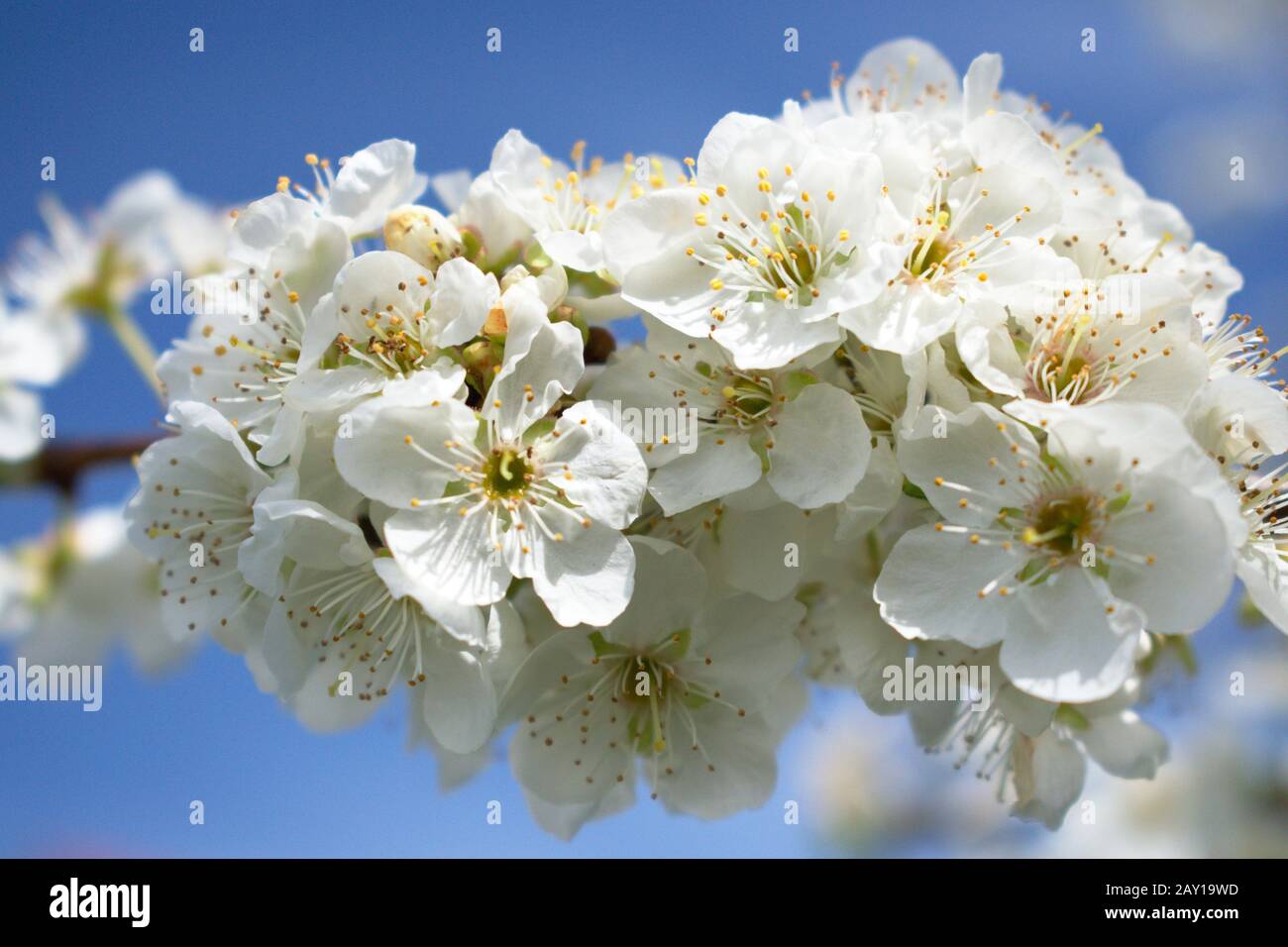 Fiori bianchi luminosi su una fresca mattina di primavera con un cielo blu sullo sfondo Foto Stock