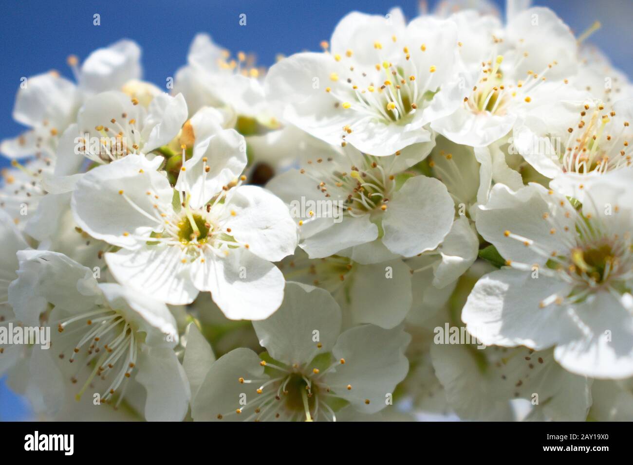 Colpo stretto di un bianco piombo fiori con bit di un cielo blu sullo sfondo Foto Stock
