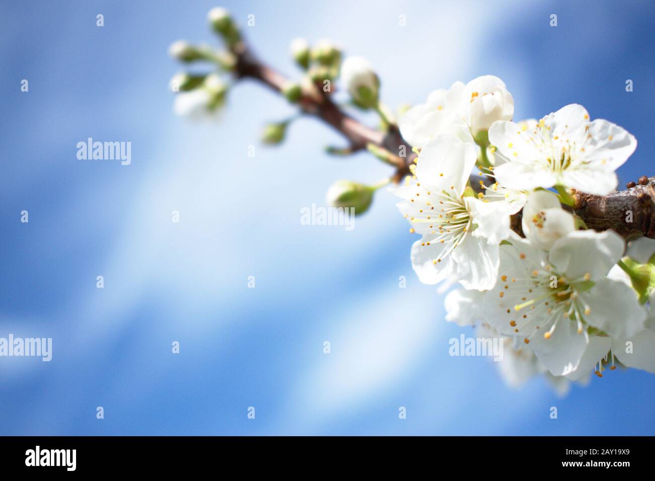 Ramo di prugna con fiori e cielo blu sullo sfondo con spazio per un logo o un testo Foto Stock