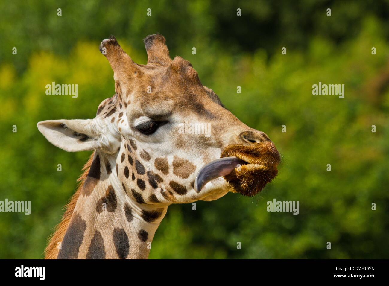 Giraffa ugandese, Giraffa camelopardalis rothschildi Foto Stock