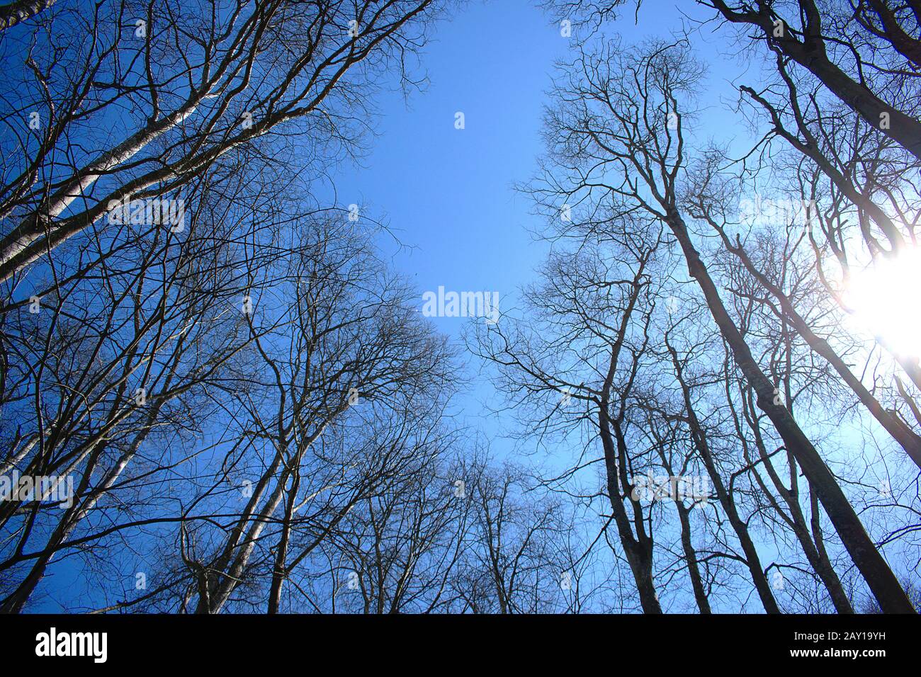 Vista sulla cima di alcuni alberi con un cielo blu profondo sullo sfondo Foto Stock