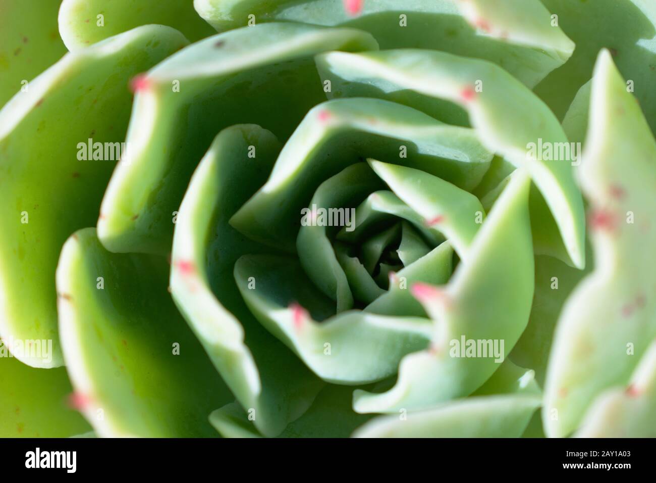 Primo piano di un arbusto verde Foto Stock