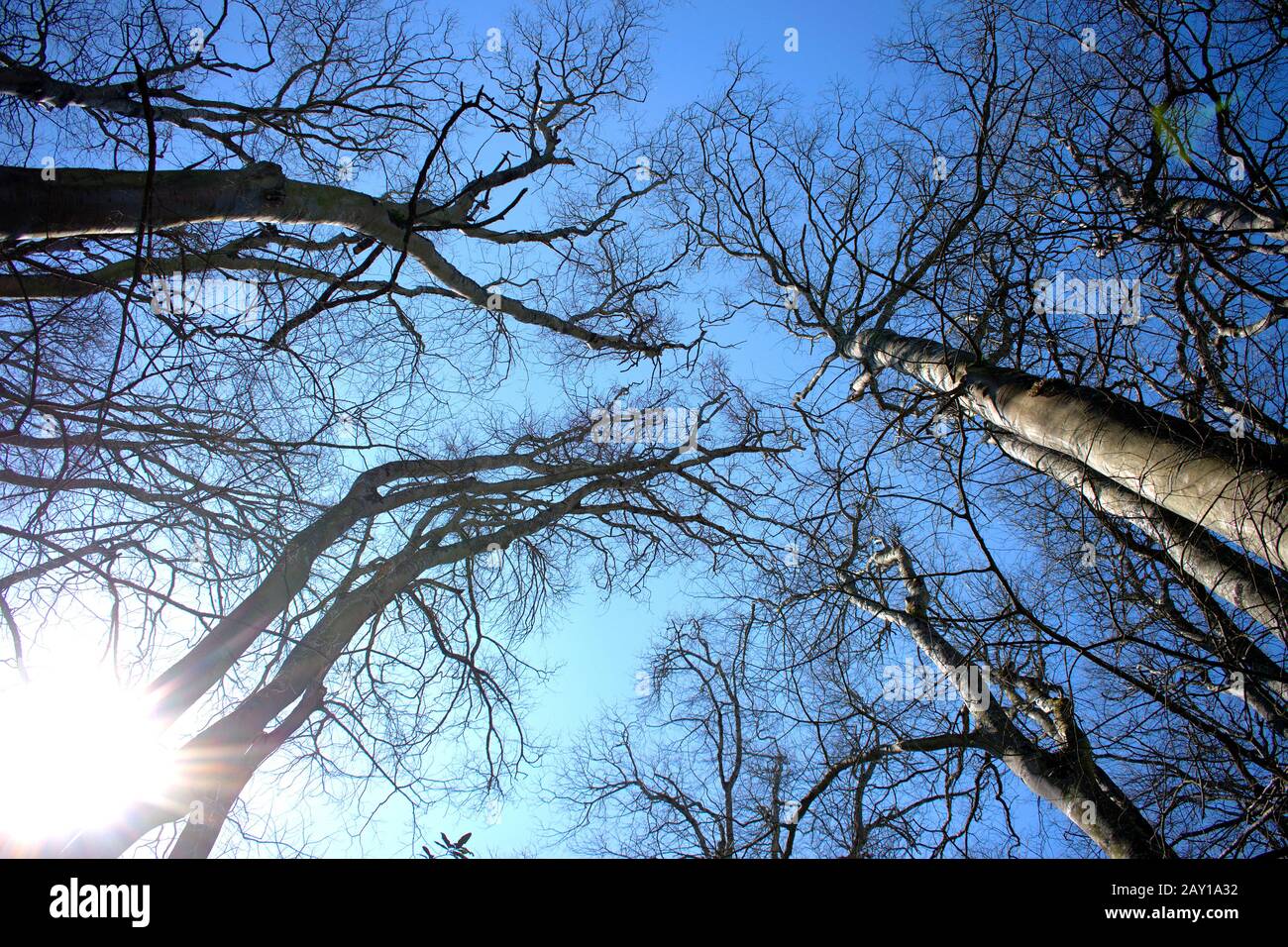Cime di albero con un cielo blu chiaro Foto Stock