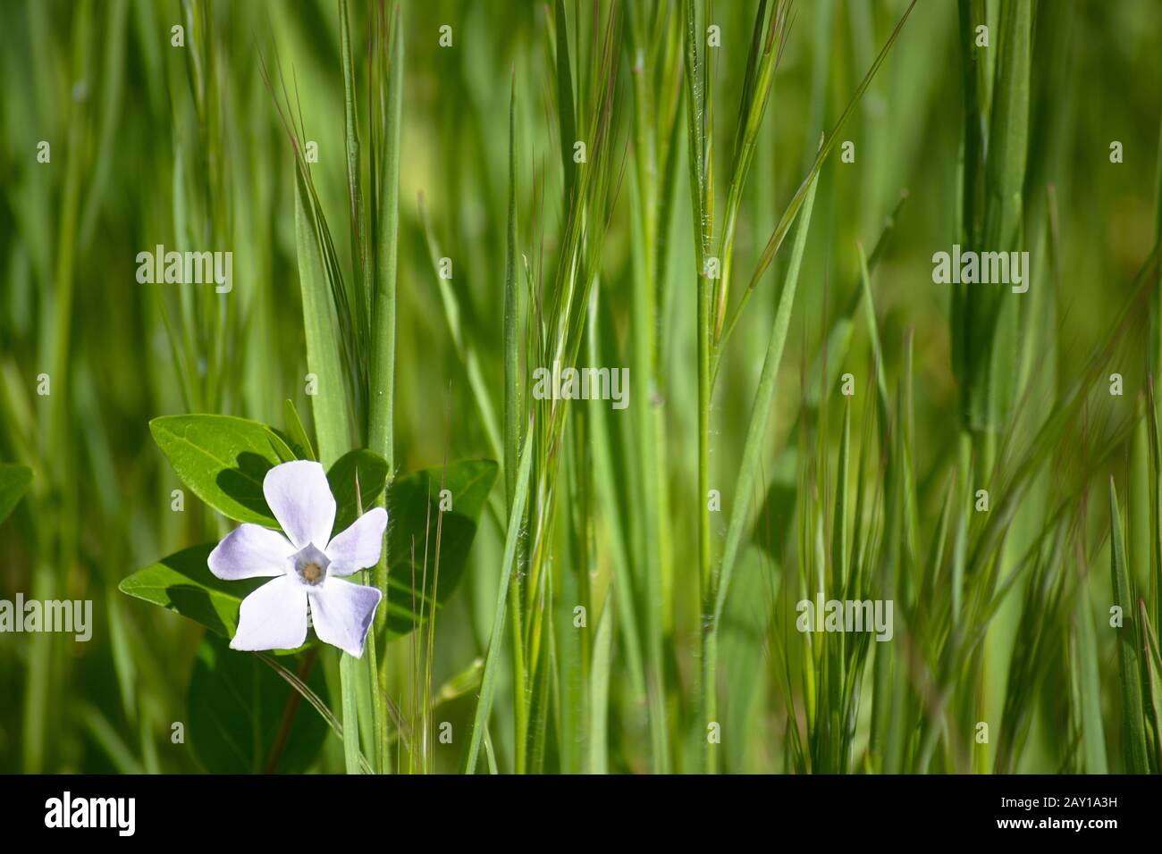Bel fiore piccolo con erba verde lungo sullo sfondo con spazio per testo e logo Foto Stock