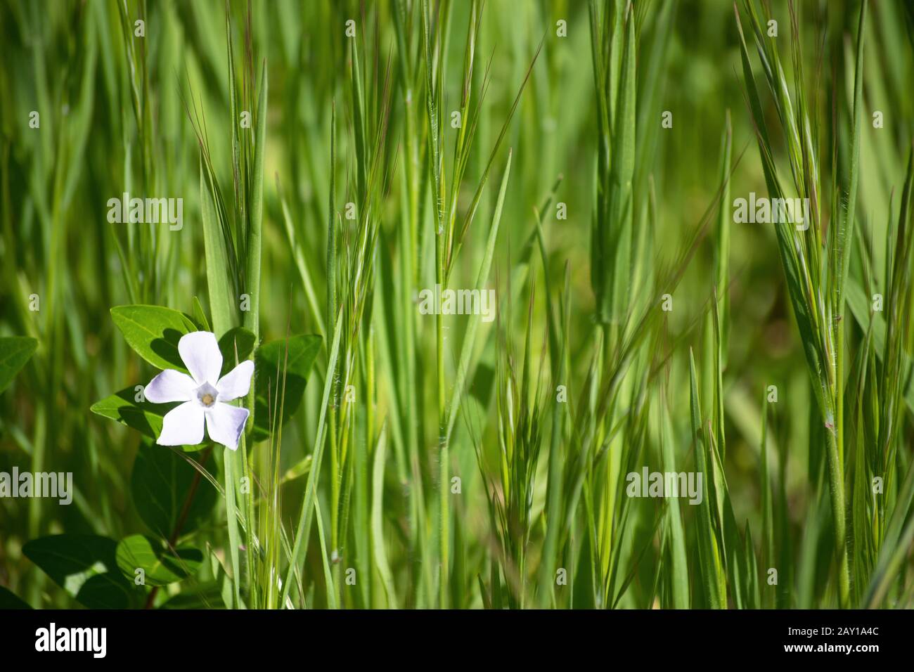 Piccolo fiore grazioso con erba verde lunga sullo sfondo con spazio per un logo o un testo Foto Stock
