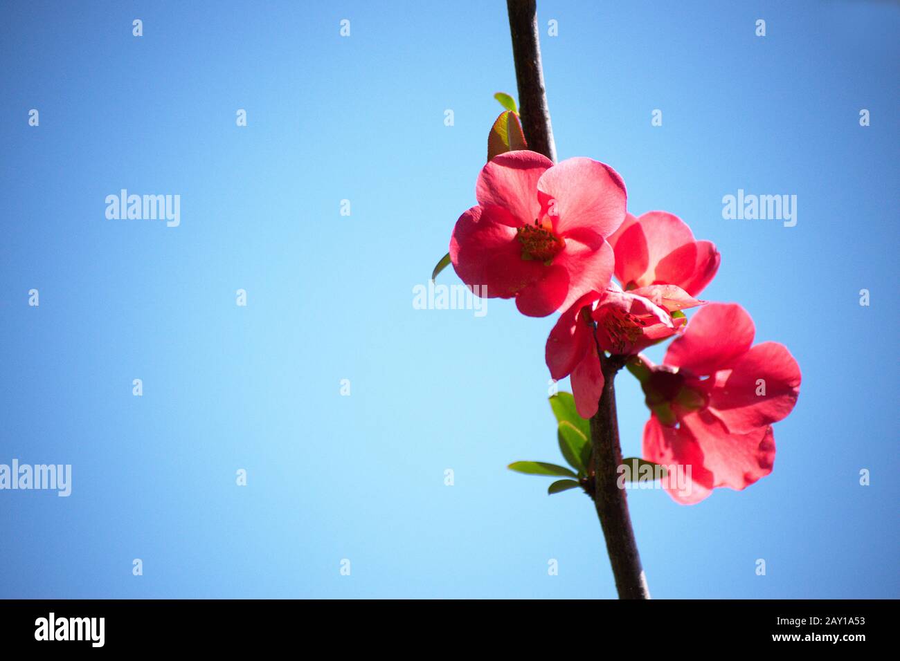 Bella fioritura giapponese fiori di mele cotogne con un cielo blu chiaro sullo sfondo e spazio per testo e o logo Foto Stock