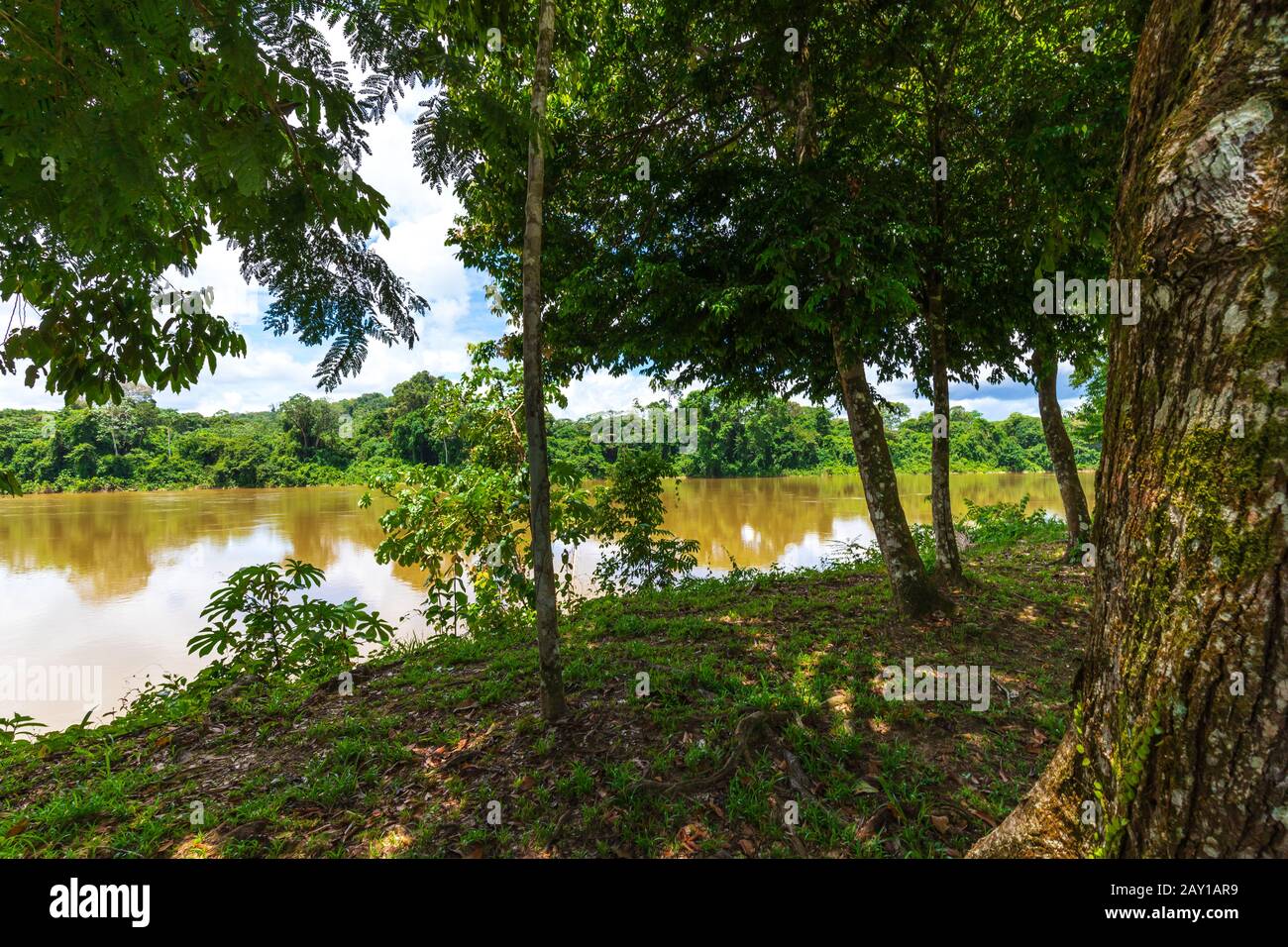 Suriname Jungle Con Vista Del Fiume Brown Water Foto Stock