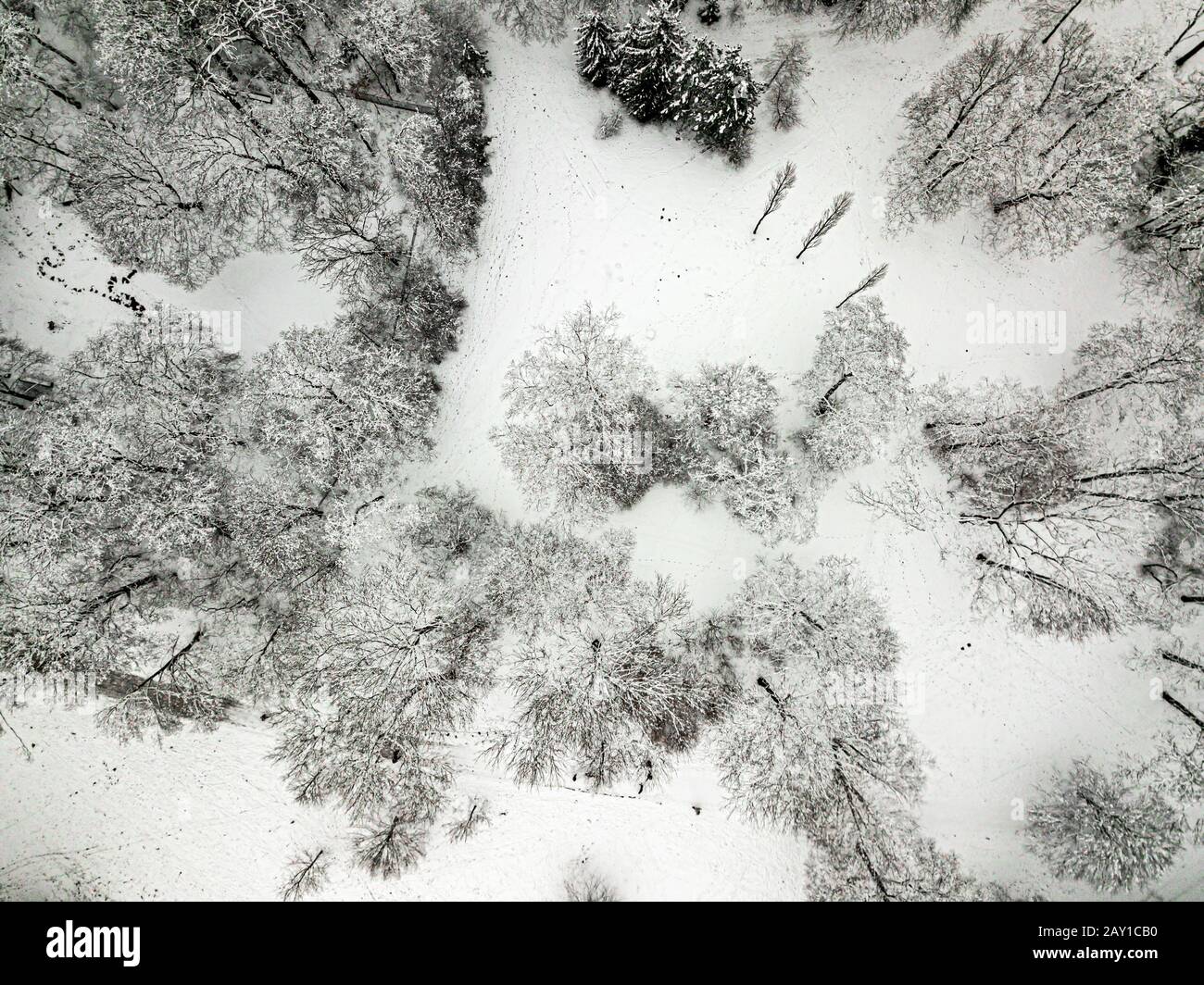 Alberi dall'alto innevati in inverno girati da un drone Foto Stock