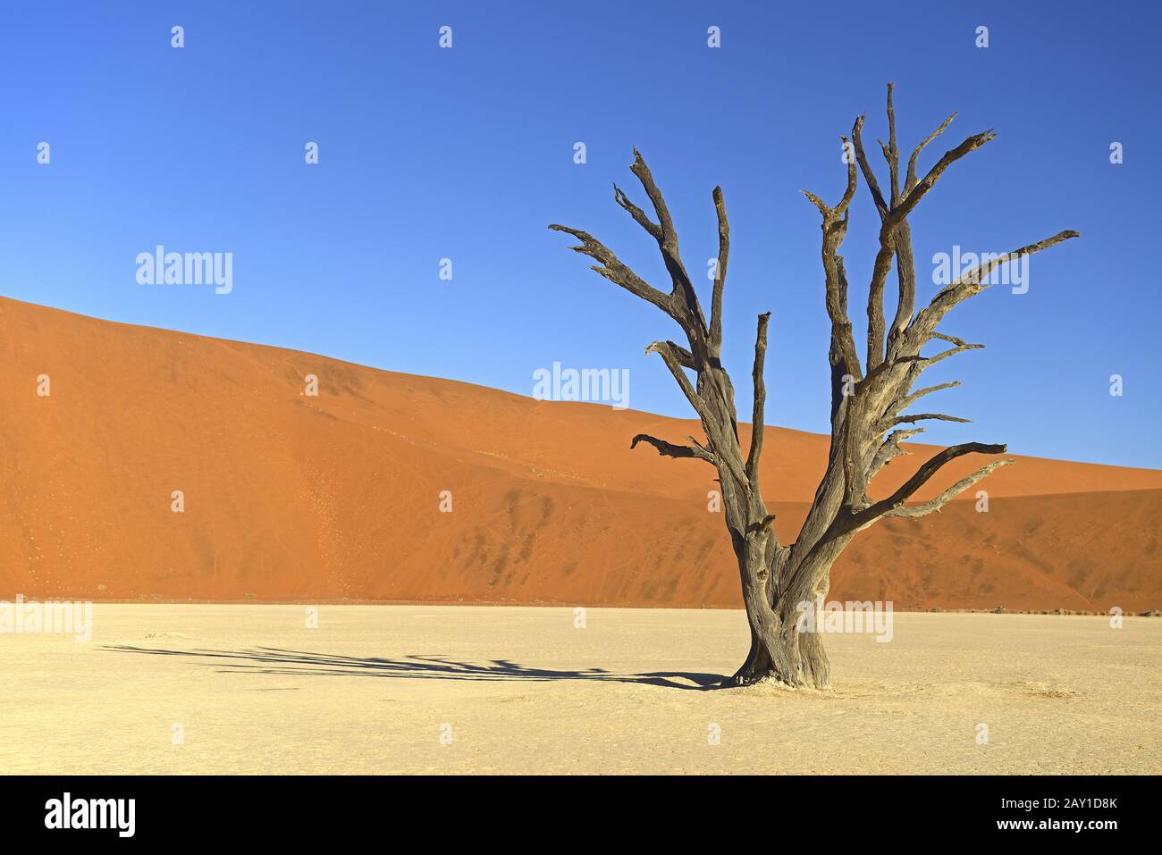 Alberi di cammello (Acacia erioloba), noti anche come spine di cammello o germogli di cammello Foto Stock