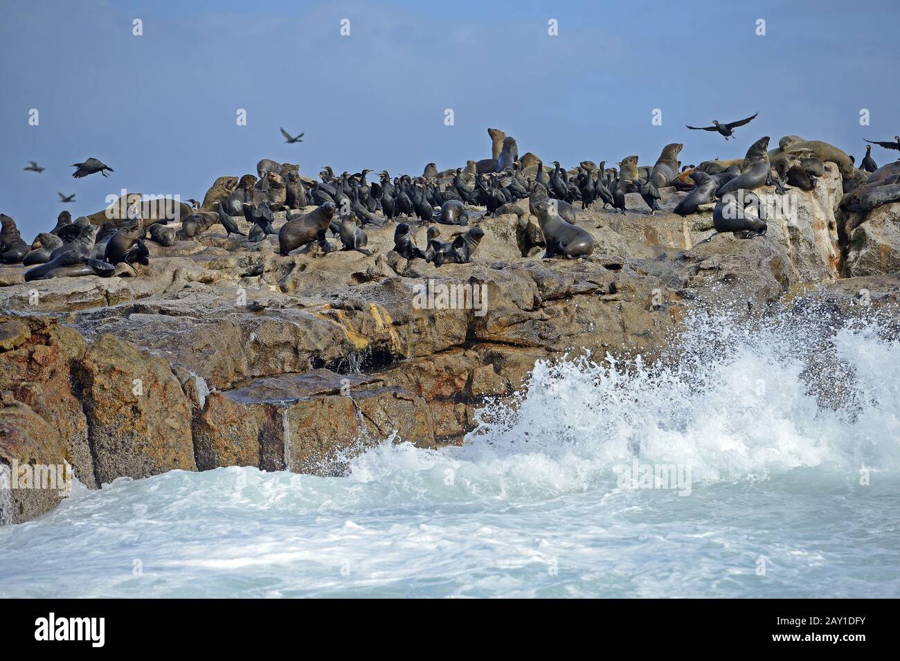 Seeloewen (Arctocephalus pusillus) e Kap Kormoran (Phalacroco Foto Stock