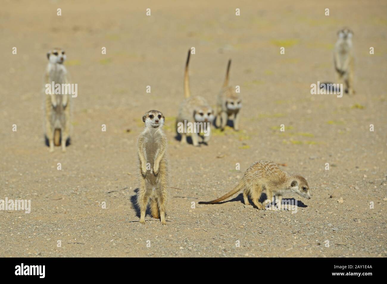 Earthman (Suricata suricatta) al mattino, vicino a Keetmansho Foto Stock