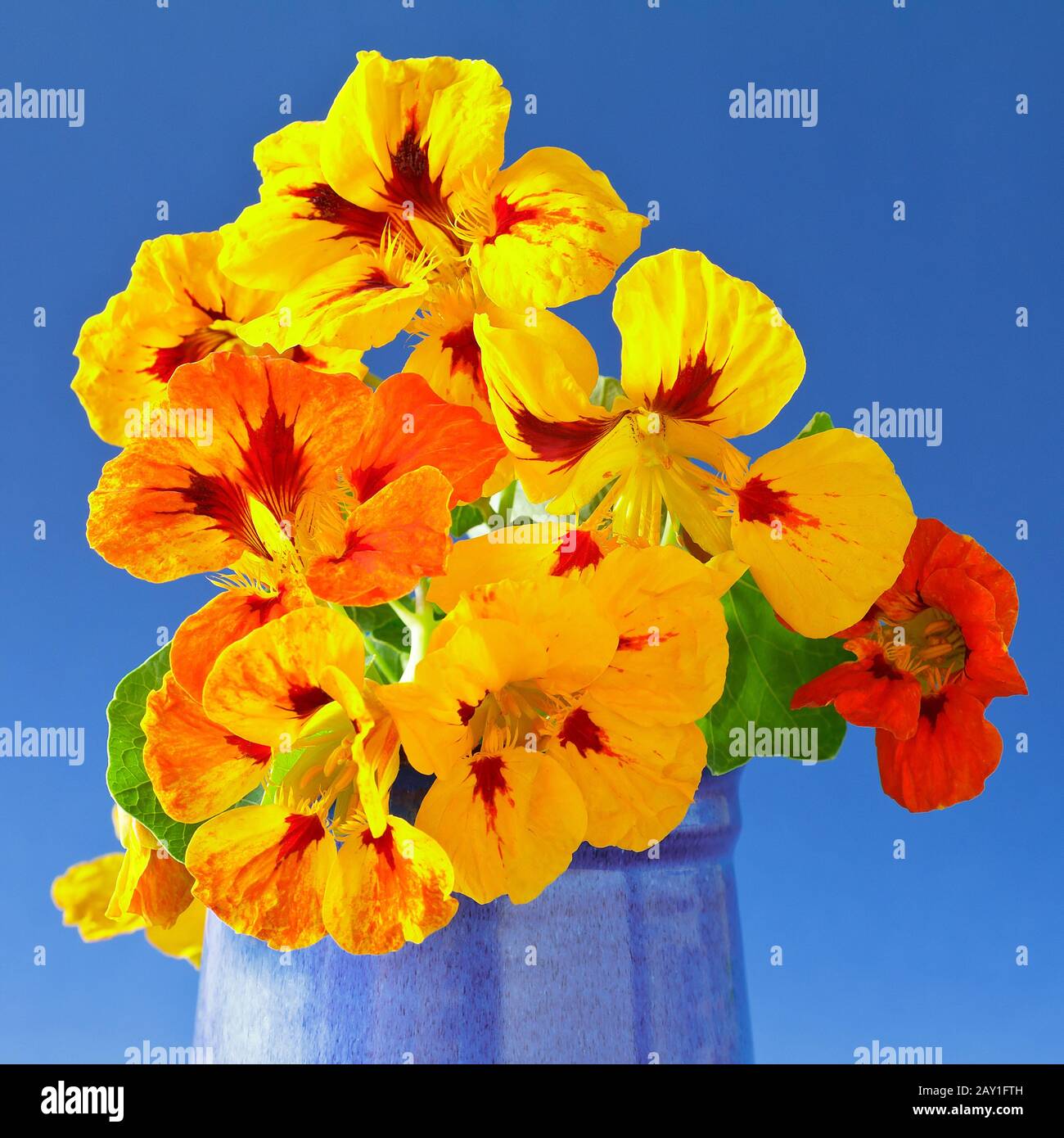 Fiori di nasturzio giallo, arancio e rosso in un vaso su sfondo blu vivo, formato quadrato. Foto Stock
