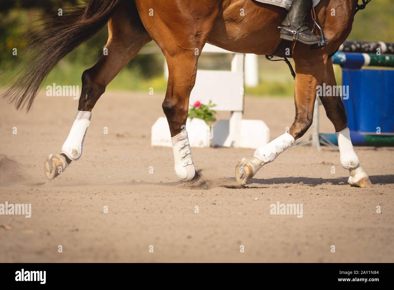 Uomo a cavallo del suo cavallo dressage in un evento di salto spettacolo Foto Stock