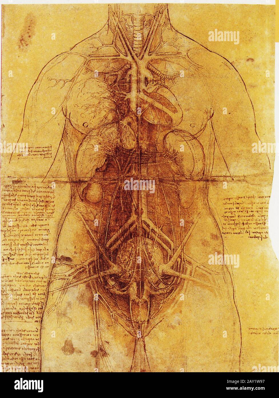 Leonardo da Vinci.Dissection dei principali Organi femminili e del sistema arterioso femminile,con enfasi sul apparato respiratorio,Circolatorio,e Uro-genita Foto Stock