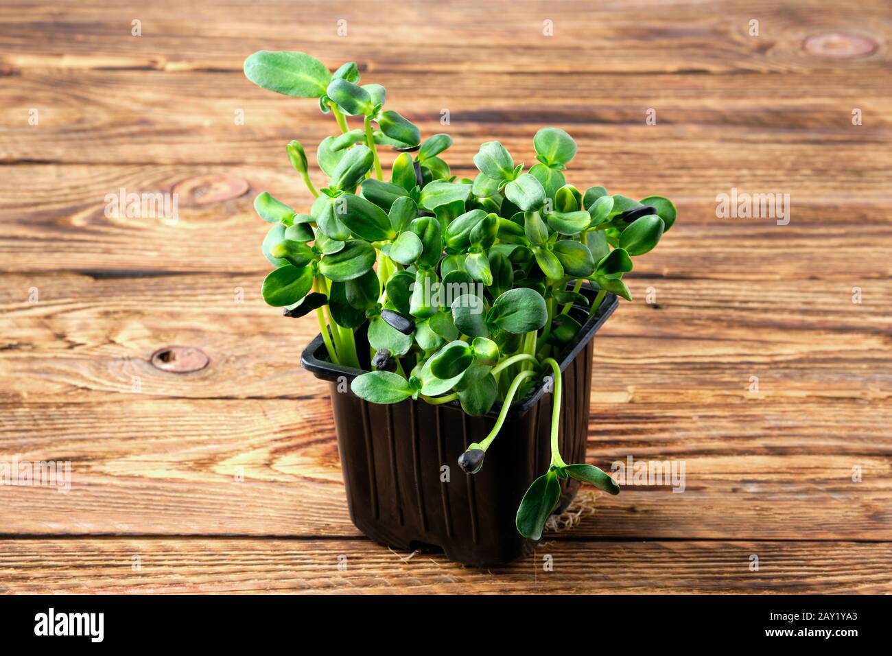 Microgreens fresco. I germogli di girasole su sfondo di legno. Foto Stock