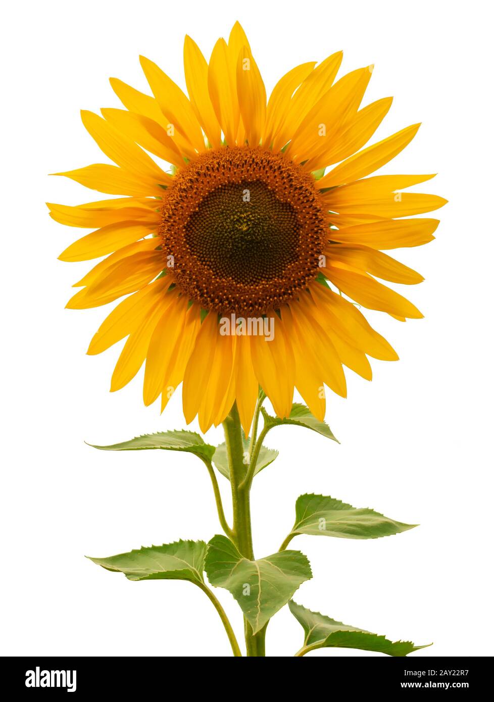 Fusto di girasole isolato su sfondo bianco. Impianto per la produzione di olio di girasole. Selezione con un solo clic per qualsiasi scopo. Foto Stock