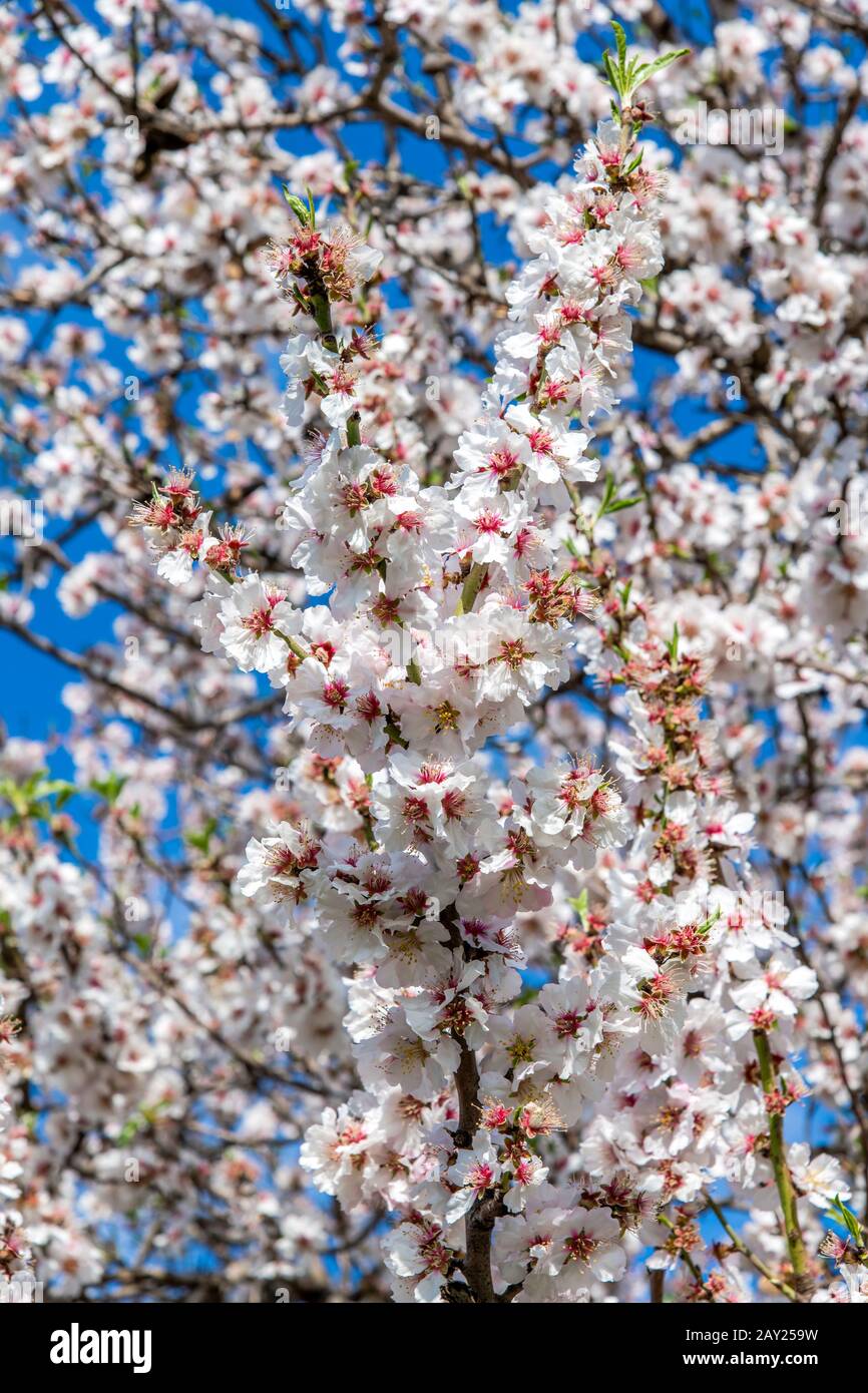 Albero di mandorla in fiore, Ibiza, Isole Baleari, Spagna Foto Stock