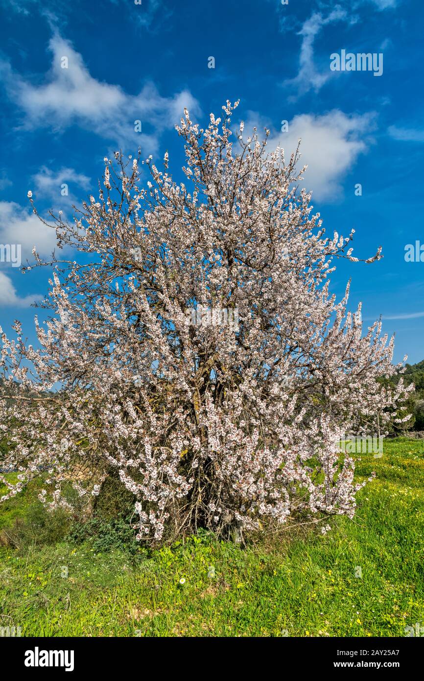 Albero di mandorla in fiore, Ibiza, Isole Baleari, Spagna Foto Stock
