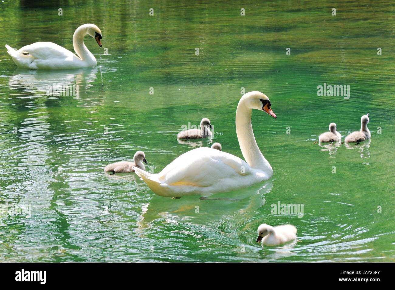 Famiglia dei cigni Foto Stock
