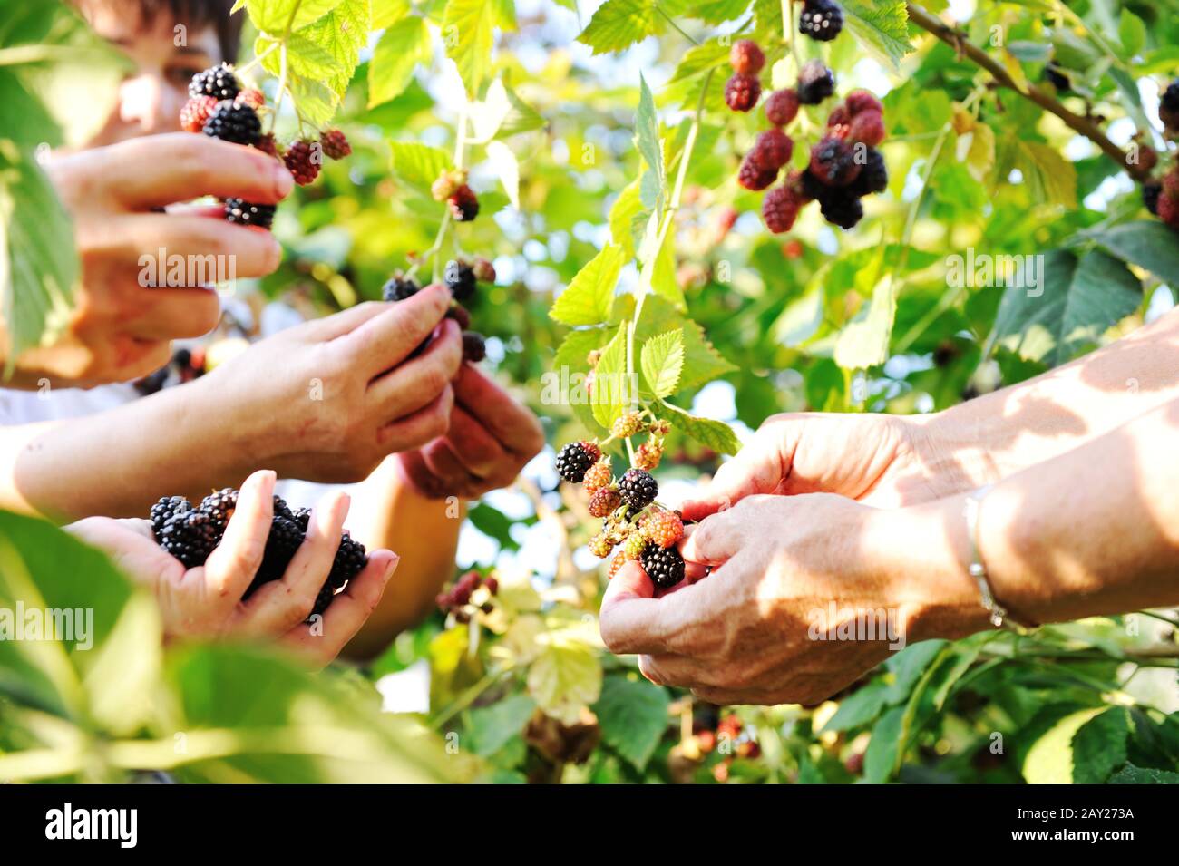 Raccolta BlackBerry Foto Stock