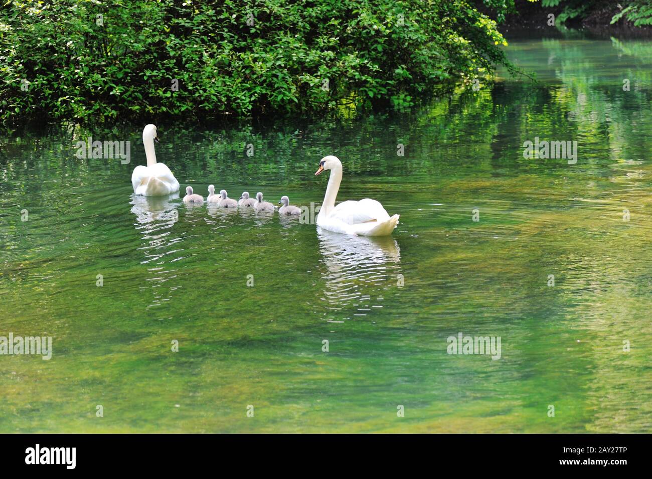Famiglia dei cigni Foto Stock
