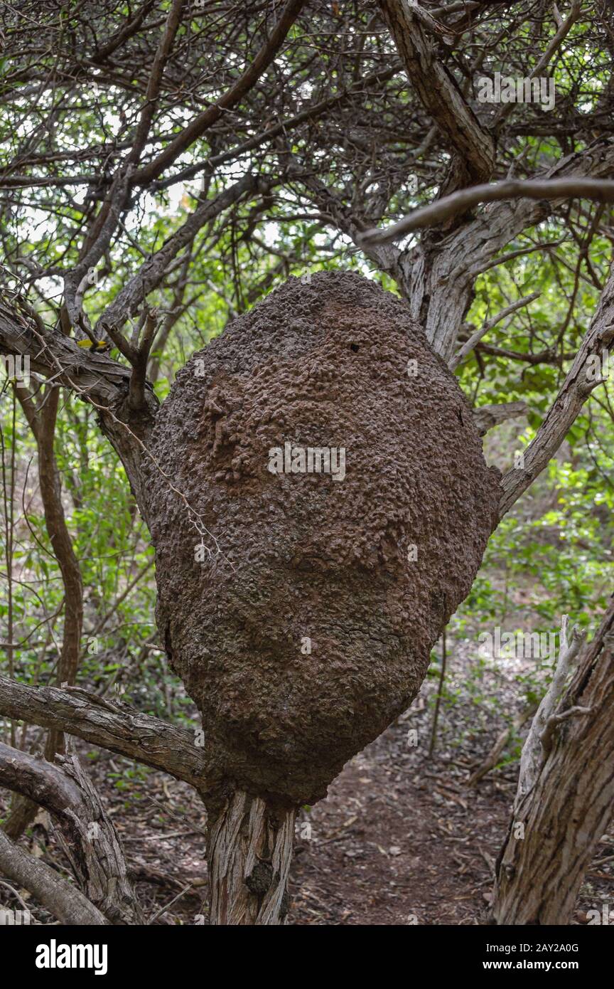 Primo piano di un nido arboreo termite in una foresta tropicale nei Caraibi. Foto Stock