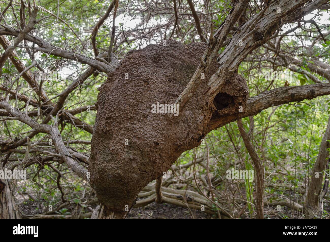 Primo piano di un nido arboreo termite in una foresta tropicale nei Caraibi. Foto Stock