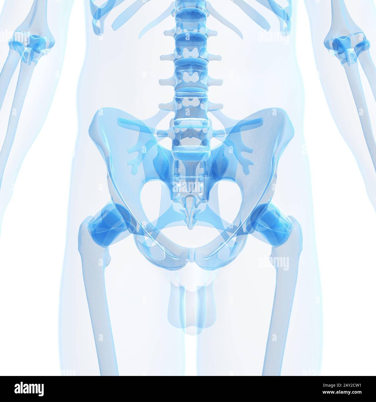 3d reso illustrazione del maschio scheletro Foto Stock