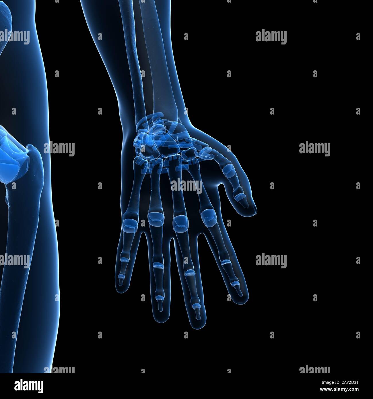 3d reso illustrazione del maschio scheletro Foto Stock