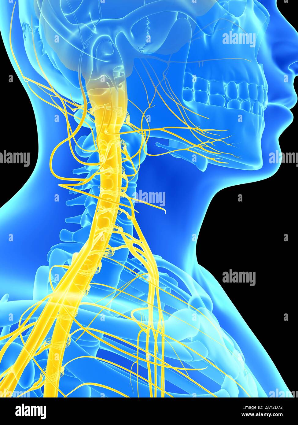 3d reso illustrazione - il midollo spinale e nervi superiore Foto Stock