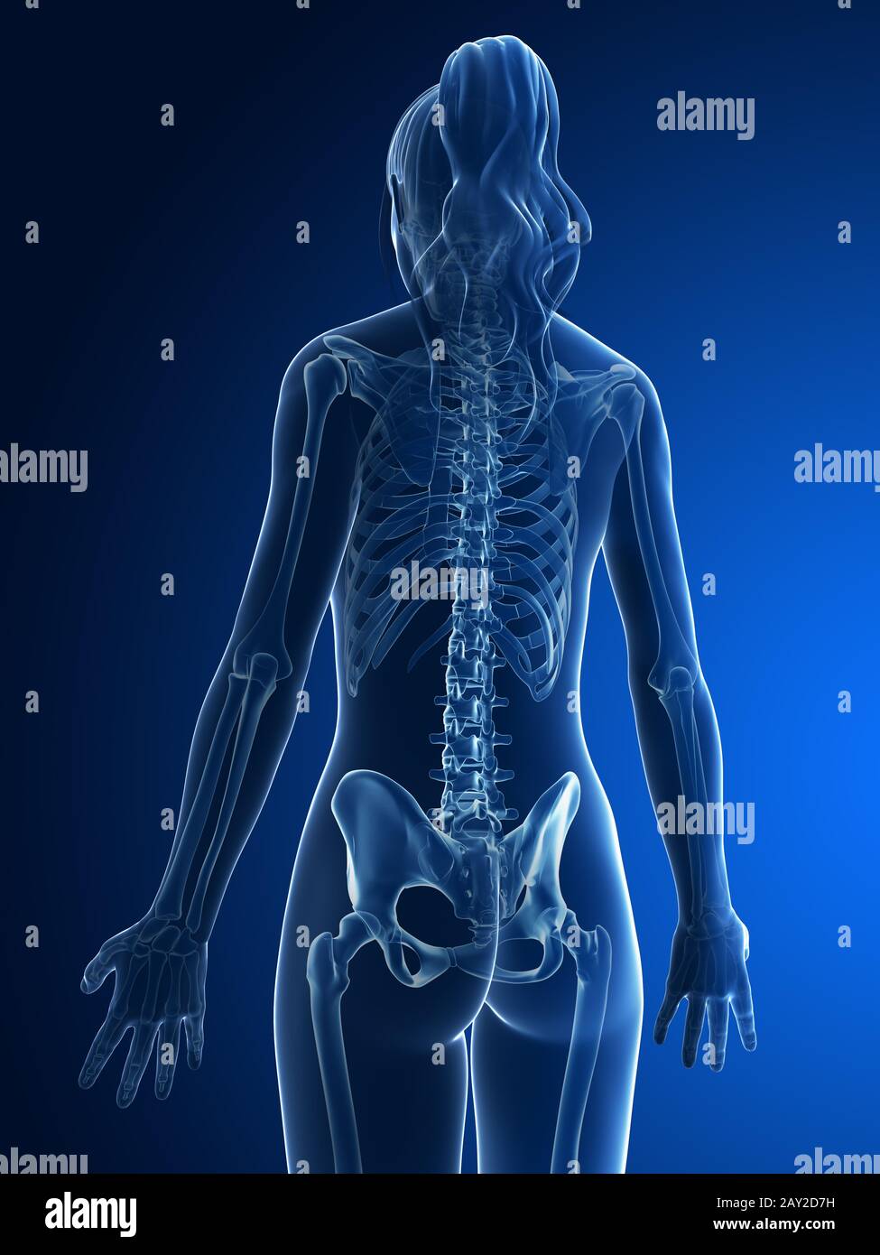 Rendering 3d Illustrazione medica - retro scheletrico Foto Stock
