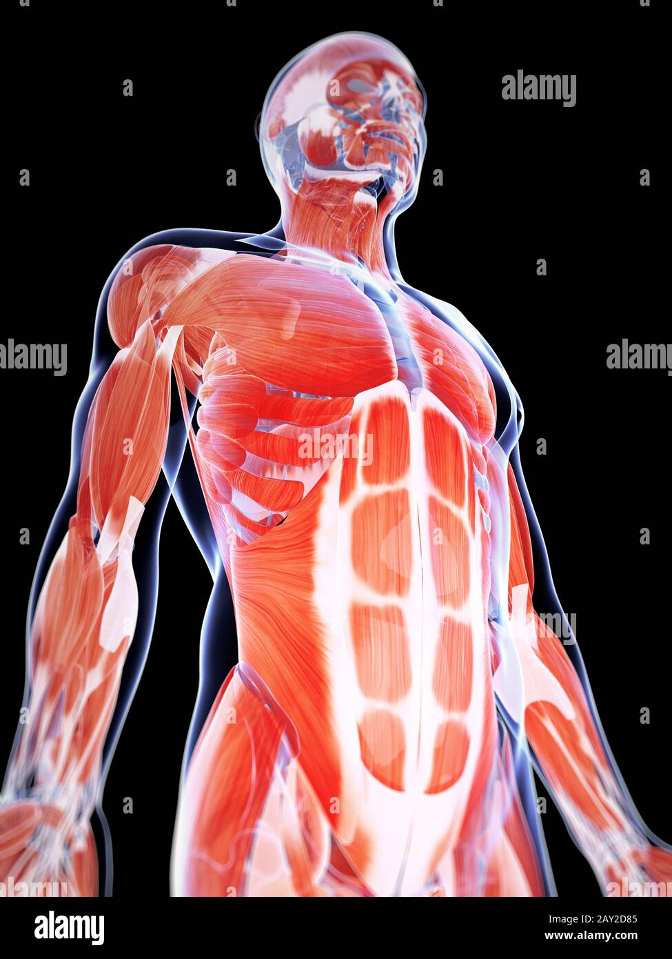 3d reso illustrazione della muscolatura maschio Foto Stock