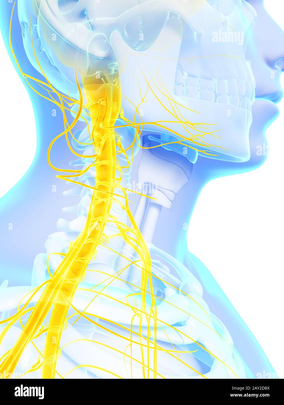 3d reso illustrazione - il midollo spinale e nervi superiore Foto Stock