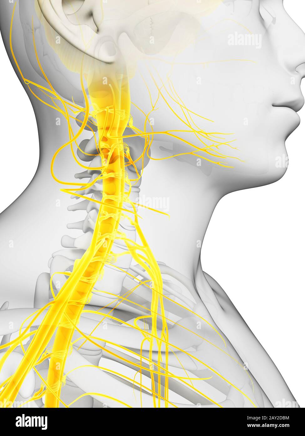 3d reso illustrazione - il midollo spinale e nervi superiore Foto Stock