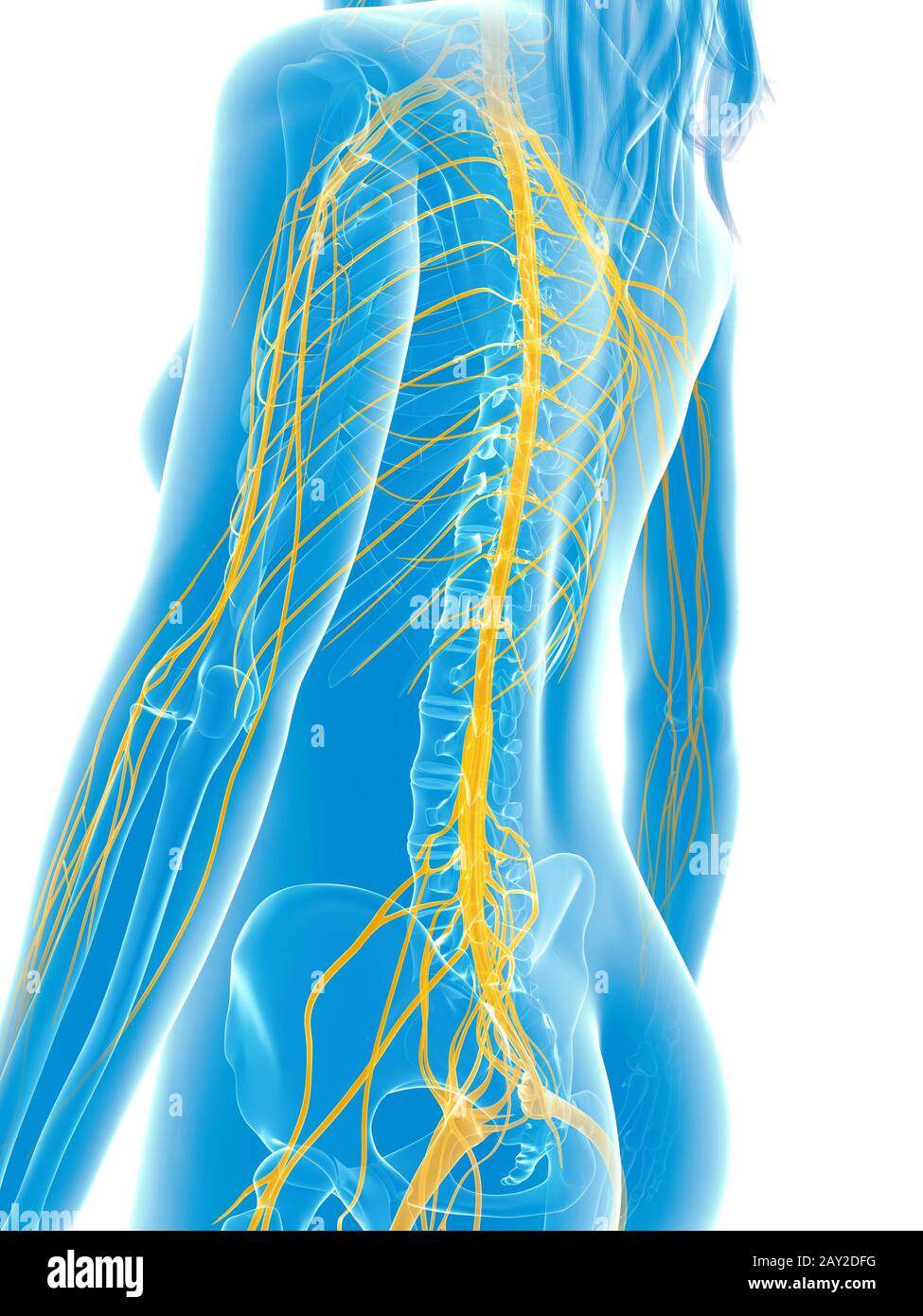 Rendering 3d Illustrazione medica - nervi femmina Foto Stock