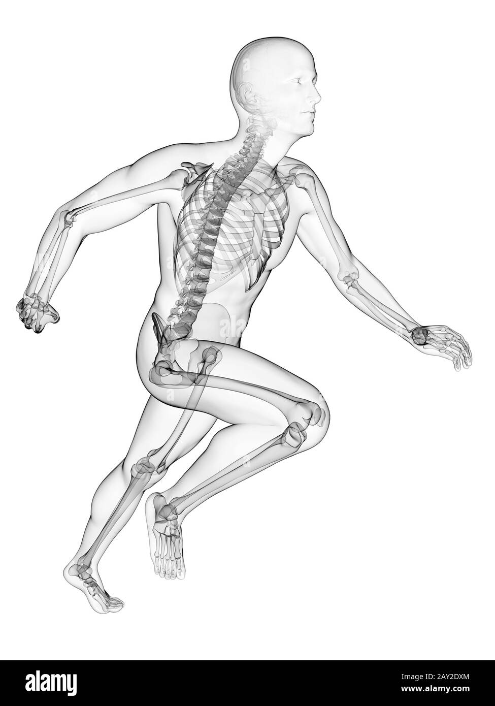 Rendering 3d - illustrazione anatomia runner Foto Stock