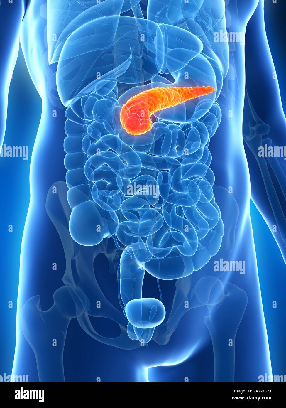 3d reso illustrazione del pancreas maschio Foto Stock