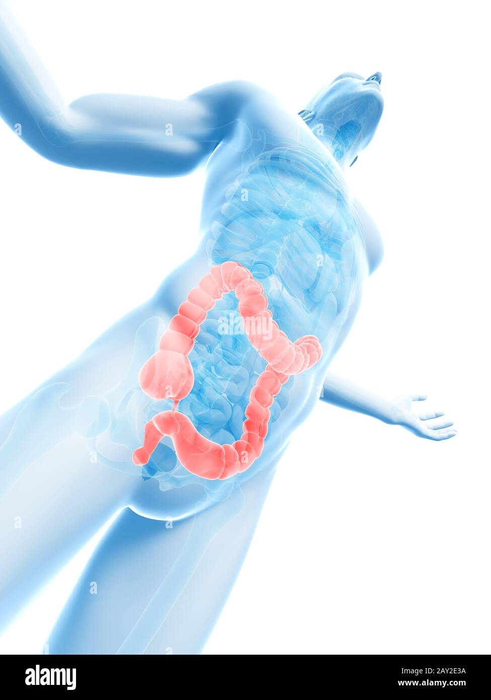 Ponendo maschio - visibile colon Foto Stock