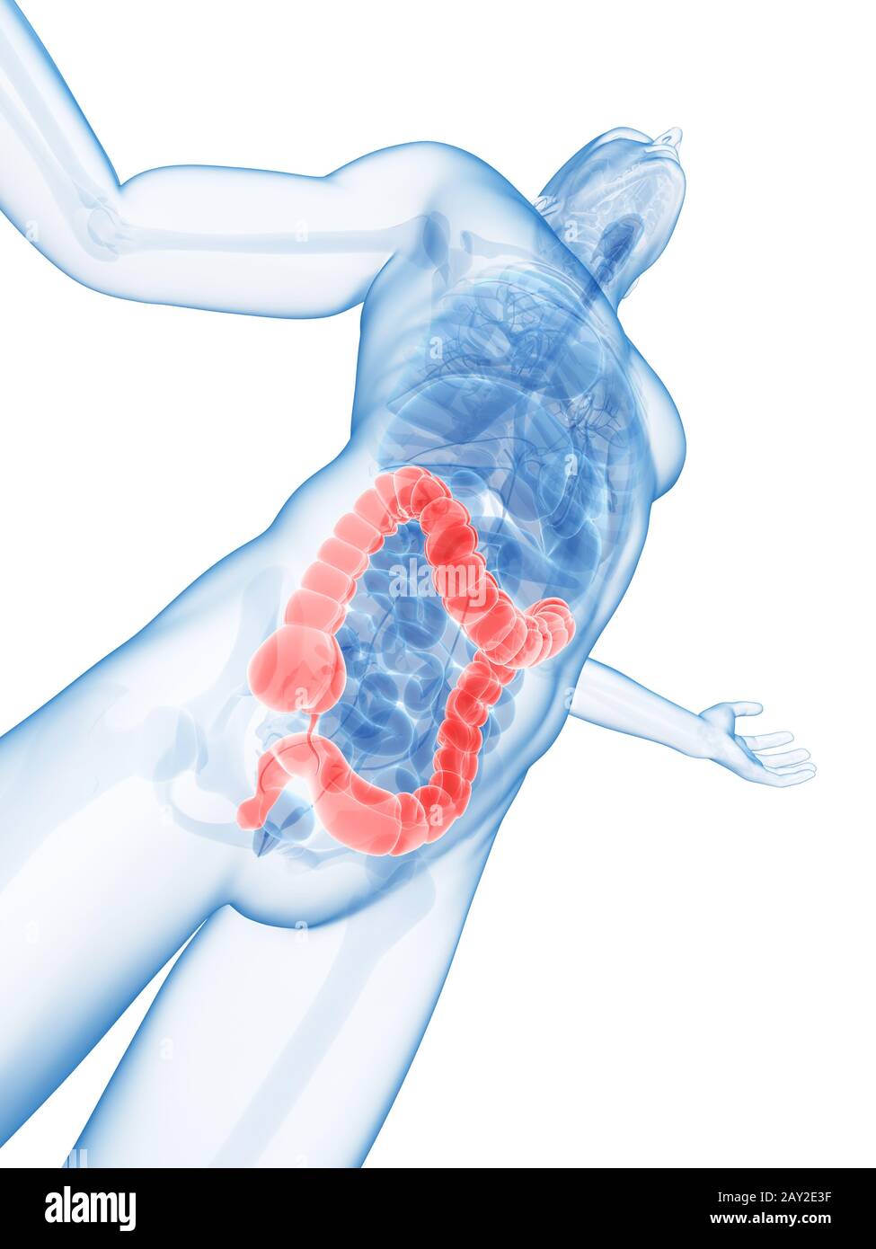 Ponendo maschio - visibile colon Foto Stock