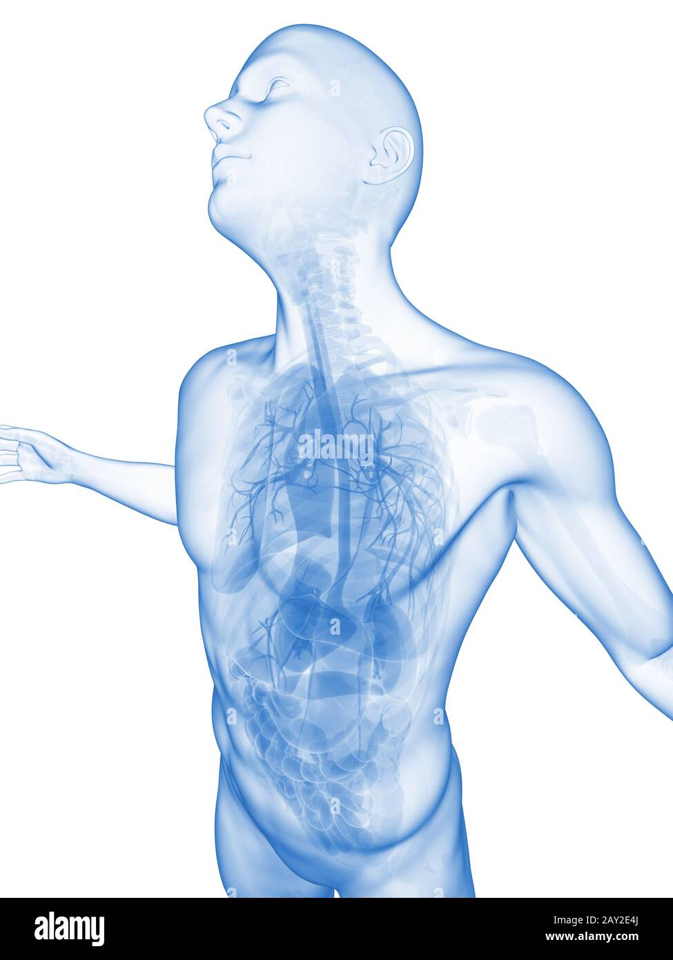 Ponendo maschio - anatomia visibile Foto Stock