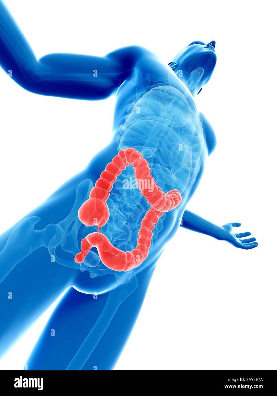 Ponendo maschio - visibile colon Foto Stock